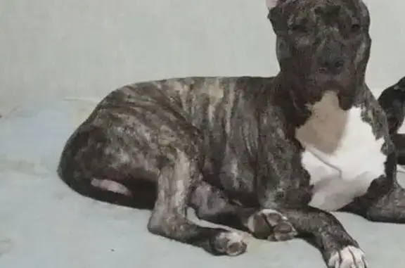 Объявления о пропавших и найденных животных, Волжск, фото: Питбуль найден на Интернациональной улице