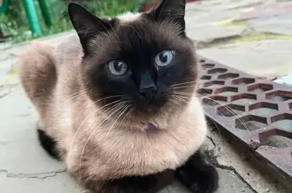 Пропала кошка, Котово, Волгоградская обл. - photo