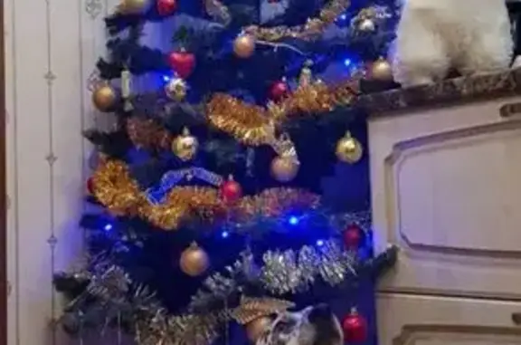 Пропала собака, ул. Молодёжная, 54, Краснодар - photo