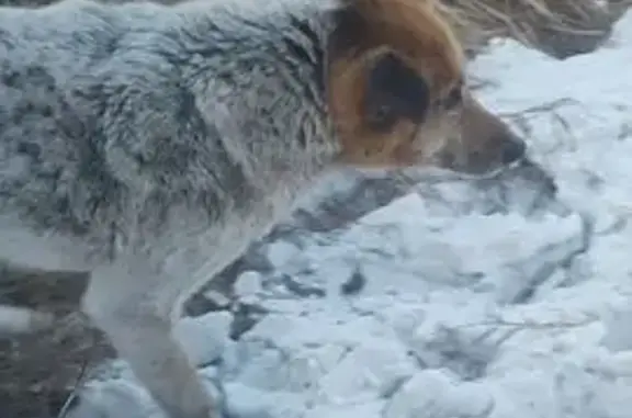 Пропала собака, Черногорск, Хакасия - photo