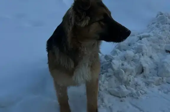 Найдена собака, Красково, фото: Щенок найден на Школьной улице, Красково
