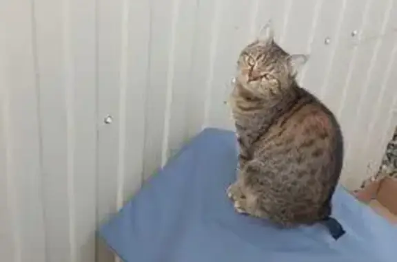 Пропала кошка, Армавирский пер., Краснодар - photo