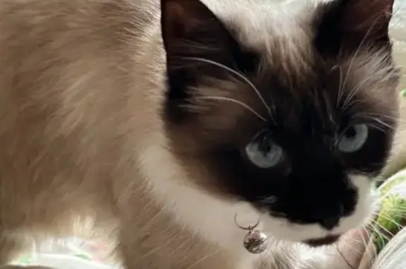 Пропала кошка, Боровая ул. 78, Боровичи - photo