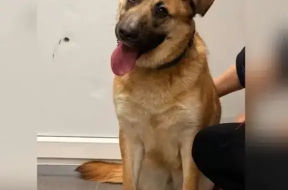 Найдена собака, Новинки, фото: Собака найдена в Новинках, Истринский район