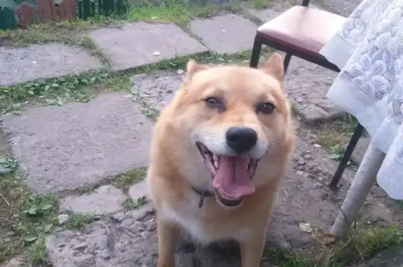 Пропала собака в Архангельске, Рыжий - photo