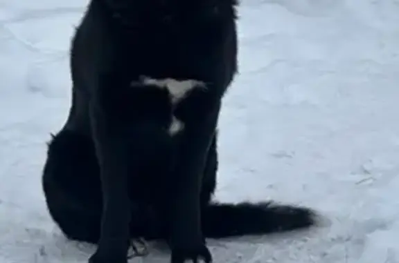 Найдена собака, Большое Покровское, фото: Собака найдена: Октябрьская ул, 32А