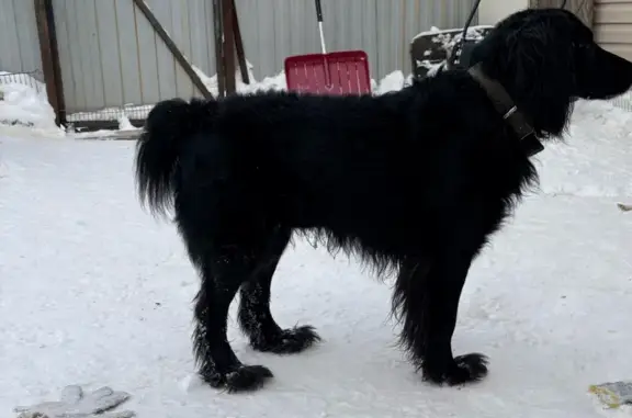 Объявления о пропавших и найденных животных, Ярославль, фото: Найдена собака, 6-я линия 19, Ярославль