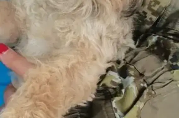 Пропала собака, Зеленокумск, СК - photo