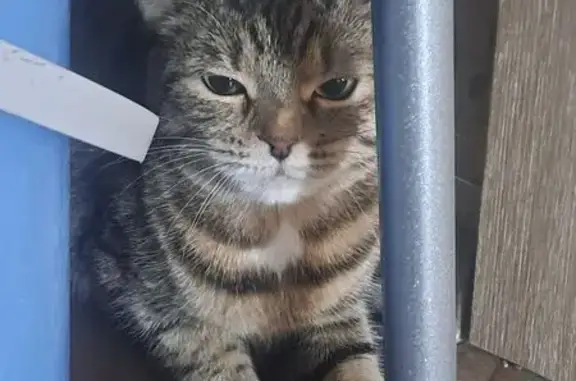 Найдена кошка, Оренбург, фото: Кошка найдена: Больничный проезд, 10А