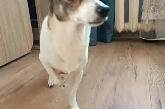 Найденные животные Челябинск, фото: Найдена собака, пр. Ленина, 18, Челябинск