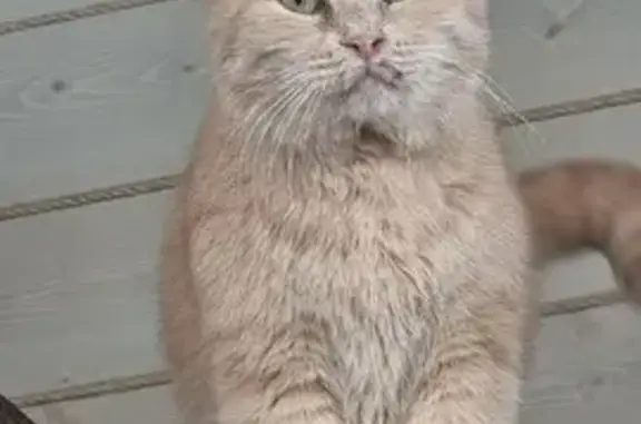 Найдена кошка, Отрадное, фото: Кошка найдена в подвале, Пятницкая 11
