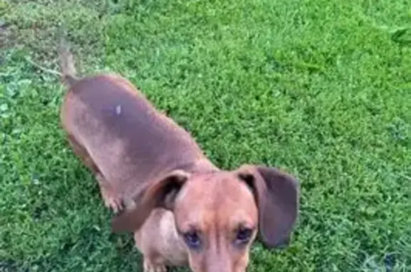 Пропала собака Рыжий, Волженка, Пенза - photo