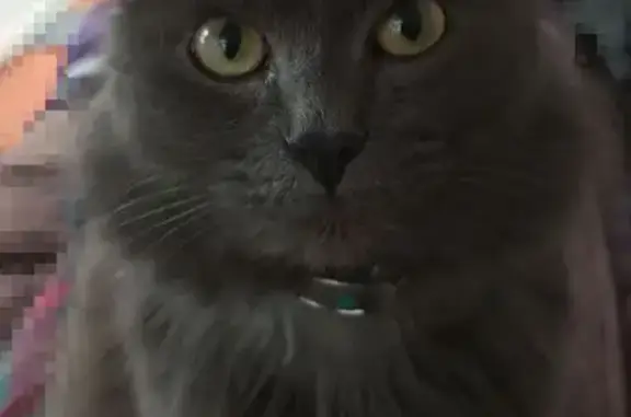 Пропала кошка, Красноярская 20, Омск - photo