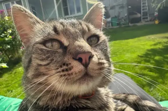 Пропала кошка, Чехов - photo