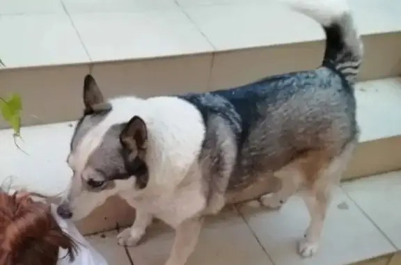 Пропала собака, Орджоникидзе 93, Михайловск - photo