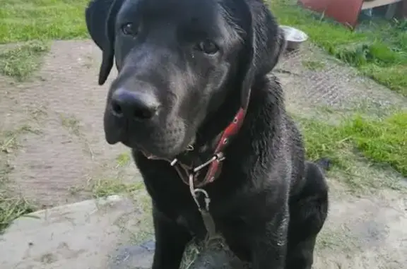 Потерянные животные Нижний Тагил, фото: Пропала собака, ул. Тельмана, Нижний Тагил