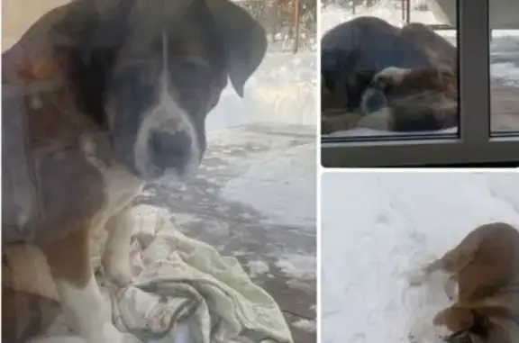 Найдена собака, Еремеево, фото: Найдена собака в Еремеево, МО