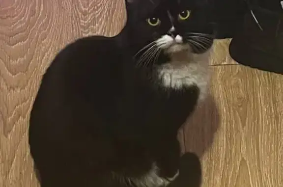 Кошки потеряшки, Пушкино, фото: Потеряшка кошка, Пушкино