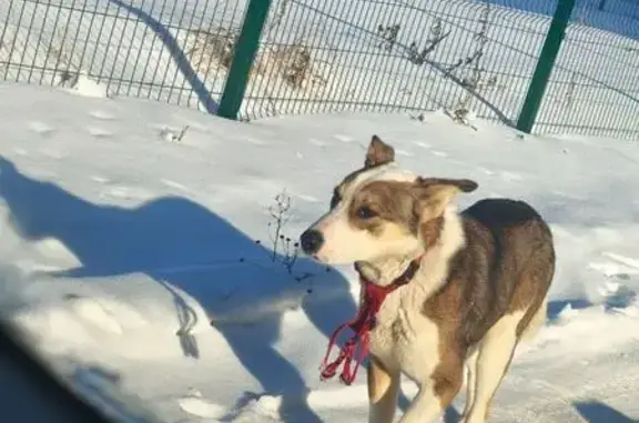 Найдена собака, Липецк, фото: Собака найдена: ул. Фурсова 6, Липецк