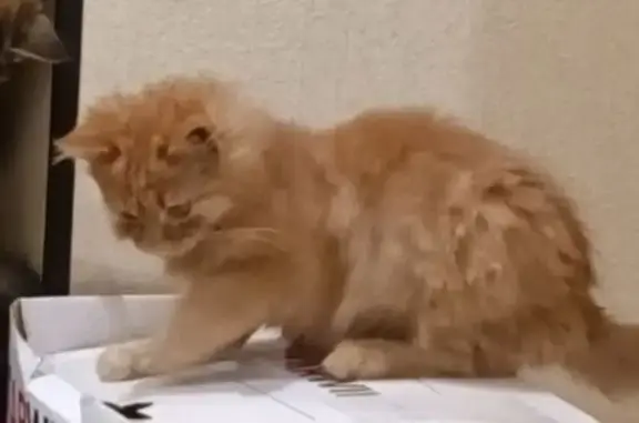 Пропала рыжая кошка, Дядьково, Рязань - photo