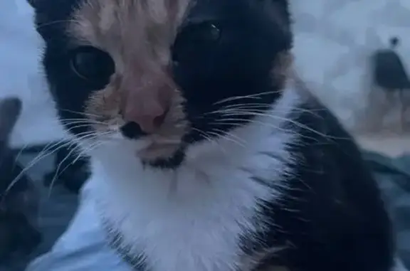 Пропала кошка, ул. Меховщиков, 11А - photo