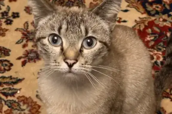 Найдена кошка, Балашиха, фото: Кошка найдена, ул. Свободы 1, Балашиха