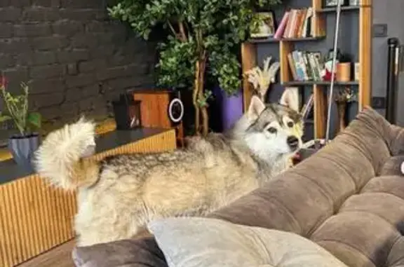 Найдена собака, Яблоновский, фото: Маламут найден: Космическая ул., Яблоновский