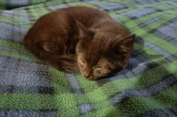 Пропал кот, Яблоновка, Центральная 114 - photo