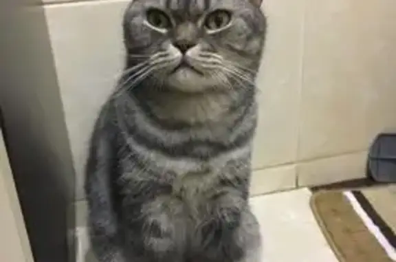 Пропал кот, ул. Героя Богдановича, 34 к1 - photo