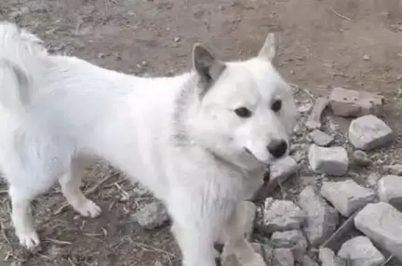 Пропала собака, 50К-39, Чернореченский - photo