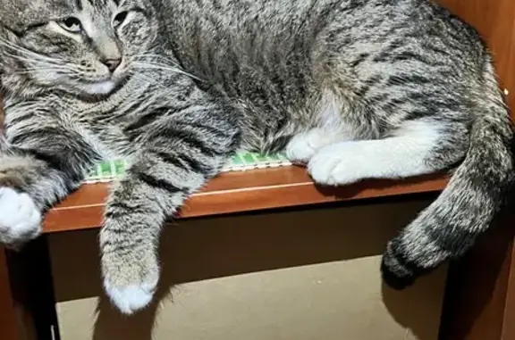 Найдена кошка, Москва, фото: Найдена кошка, Ялтинская ул., 14, Москва