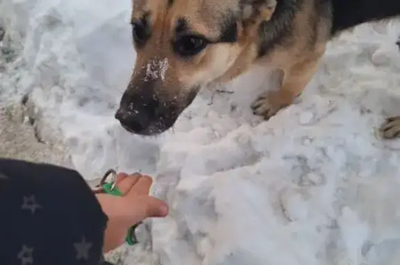 Пропала собака в Голицыно, МО - photo
