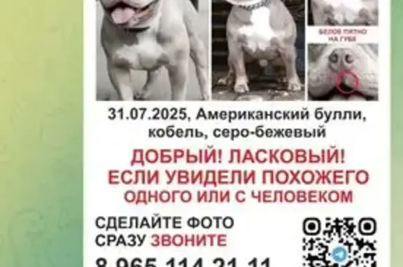 Пропала собака в Москве - photo