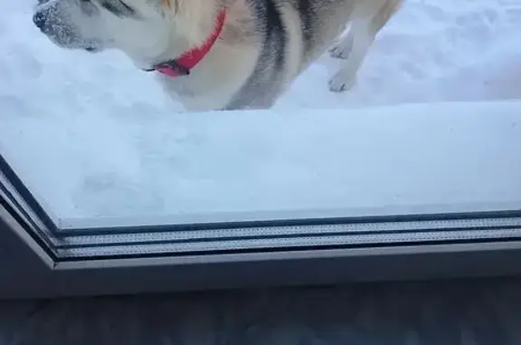 Найдена собака, Каменск-Уральский, фото: Собака найдена: ул. Прокатчиков, Каменск