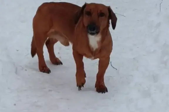 Найдена собака, Санкт-Петербург, фото: Собака найдена на Белградской 28к3Б