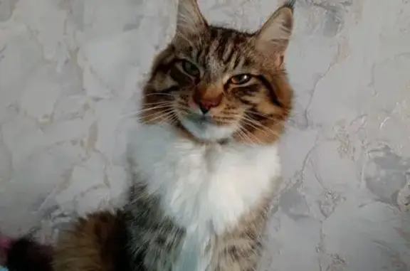 Пропала кошка, ул. Гагарина, Нягань - photo