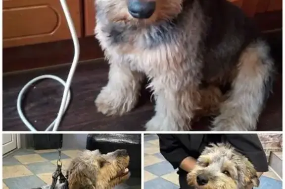 Найдена собака, Оренбург, фото: Собака найдена: ул. Братьев Коростелёвых, 74