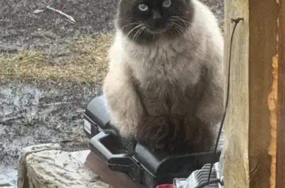 Пропал кот, Новоживотинновское, Воронеж - photo