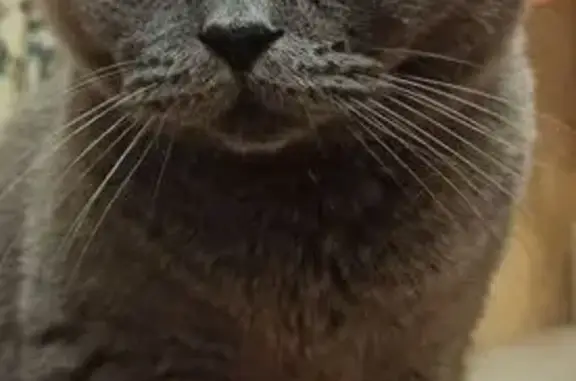 Кошки потеряшки, Оренбург, фото: Потеряшка кошка, Томилинская 244, Оренбург