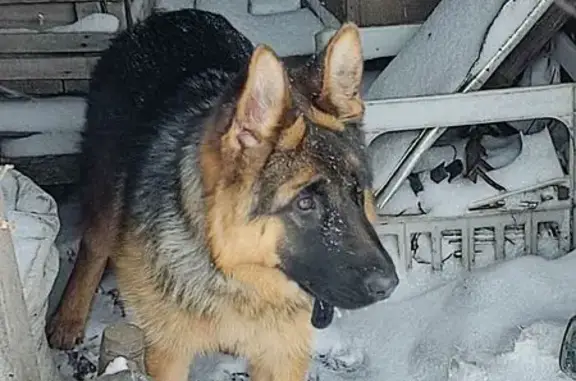 Найдена собака, Волгоград, фото: Овчарка найдена на 2-й Горной, Волгоград