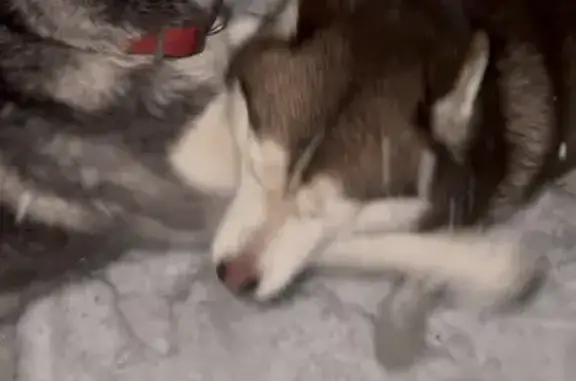 Пропали хаски на ул. Селиванова, Ростов - photo