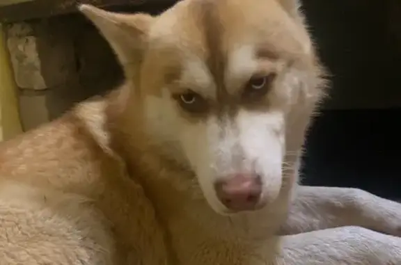 Найдена собака, Малые Чапурники, фото: Хаски найден на Школьной улице, Чапурники