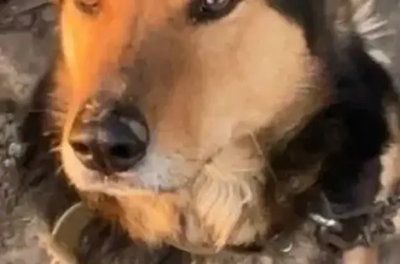 Пропала собака, ул. Седова 2, Пенза - photo