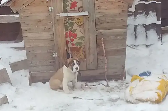 Пропала собака, Энгельс, Саратовская обл. - photo