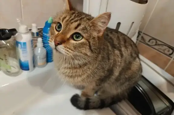 Найдена кошка, Пермь, фото: Найдена кошка на шоссе Космонавтов, Пермь