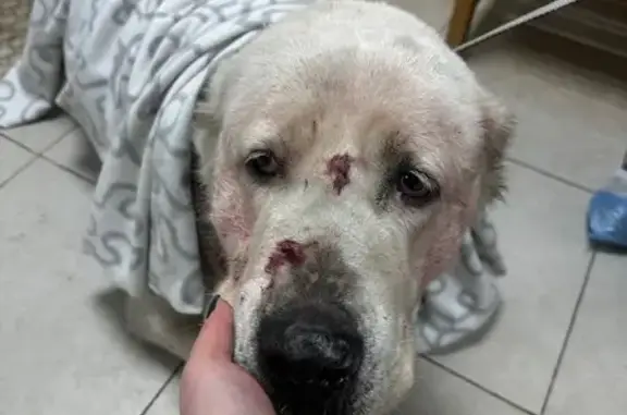 Найдена собака, Хабаровск, фото: Алабай в приюте, Аэродромная, Хабаровск