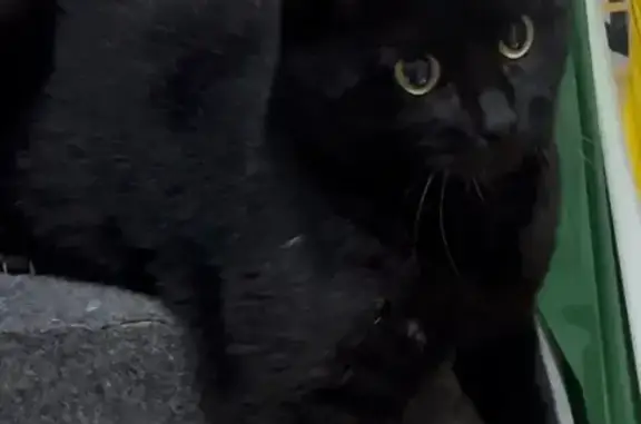 Пропал кот на ул. Сакко и Ванцетти, Воронеж - photo