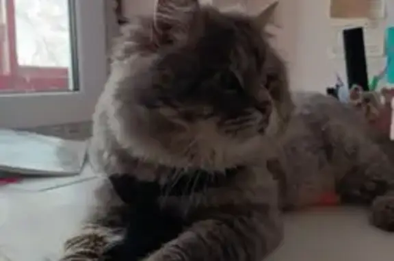 Пропала кошка, Пролетарская ул., Майкоп - photo