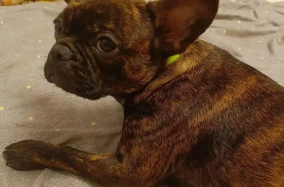 Собаки потеряшки, Стрехнино, фото: Потеряшка собака, Молодёжная 16А, Стрехнино