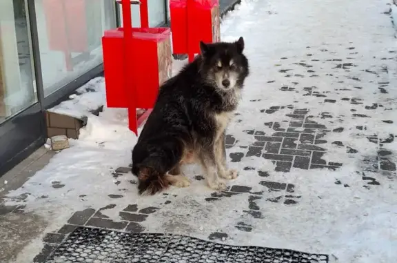 Найдена собака, Воскресенск, фото: Собака найдена: Ачкасово, Московская область